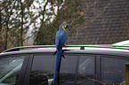 blue and gold macaw