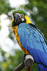 blue and gold macaw