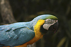 blue and gold macaw