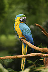 blue and gold macaw