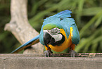 blue and gold macaw