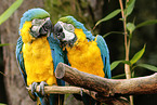 blue and gold macaws