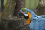blue and gold macaw