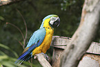 blue and gold macaw