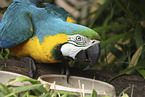 blue and gold macaw
