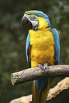 blue and gold macaw