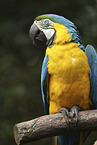blue and gold macaw