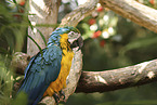 blue and gold macaw