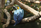 blue and gold macaw