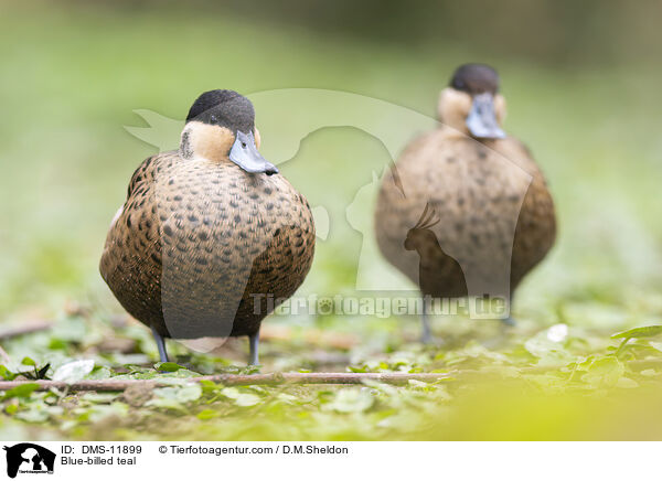 Pnktchenente / Blue-billed teal / DMS-11899