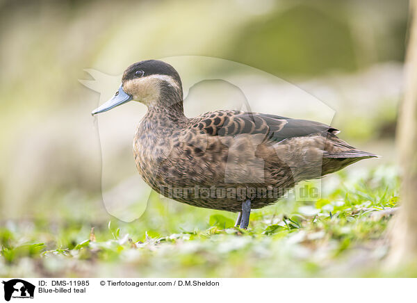 Blue-billed teal / DMS-11985