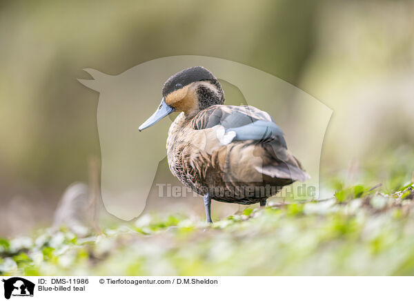 Pnktchenente / Blue-billed teal / DMS-11986