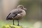 Blue-billed teal