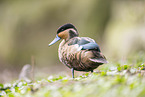 Blue-billed teal
