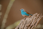 blue-breasted cordon-bleu