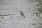 blue-breasted cordon-bleu