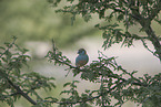 blue-breasted cordon-bleu