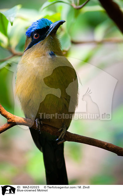 Blue-crowned Motmot / MAZ-02023