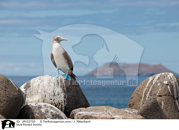 Blaufutlpel / blue-footed booby / JR-02700