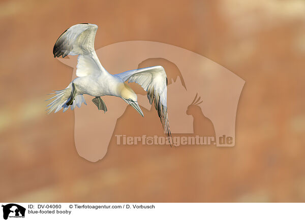 Blaufutlpel / blue-footed booby / DV-04060