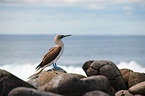 blue-footed booby