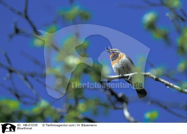 Blaukehlchen / Bluethroat / HB-01035