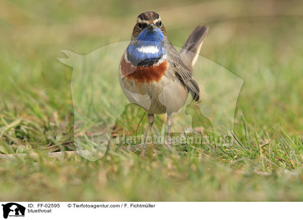 Blaukehlchen / bluethroat / FF-02595