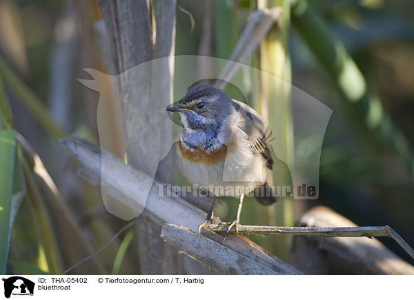 Blaukehlchen / bluethroat / THA-05402
