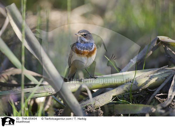 Blaukehlchen / bluethroat / THA-05404