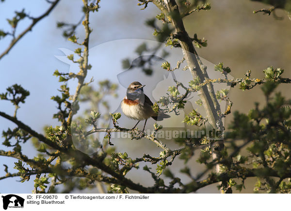 sitting Bluethroat / FF-09670