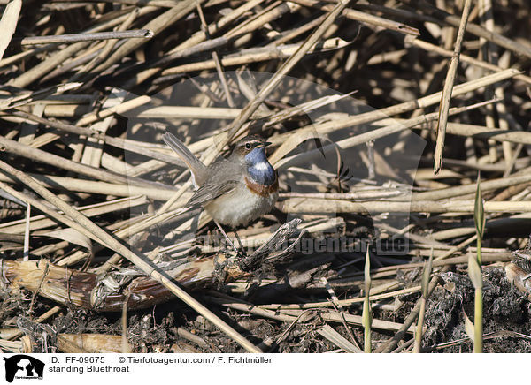 standing Bluethroat / FF-09675