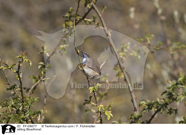 sitting Bluethroat / FF-09677
