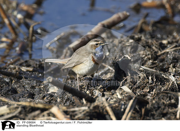 standing Bluethroat / FF-09684