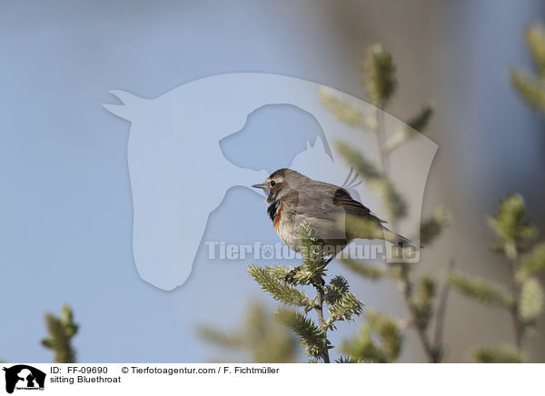 sitting Bluethroat / FF-09690
