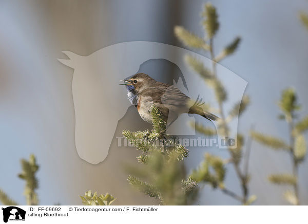 sitting Bluethroat / FF-09692