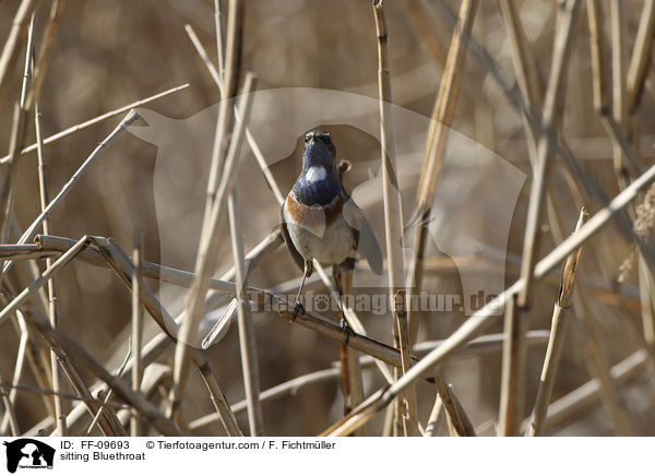 sitzendes Blaukehlchen / sitting Bluethroat / FF-09693