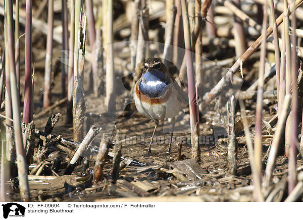 standing Bluethroat / FF-09694