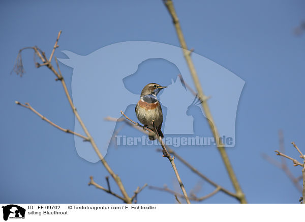 sitting Bluethroat / FF-09702