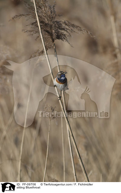 sitzendes Blaukehlchen / sitting Bluethroat / FF-09706