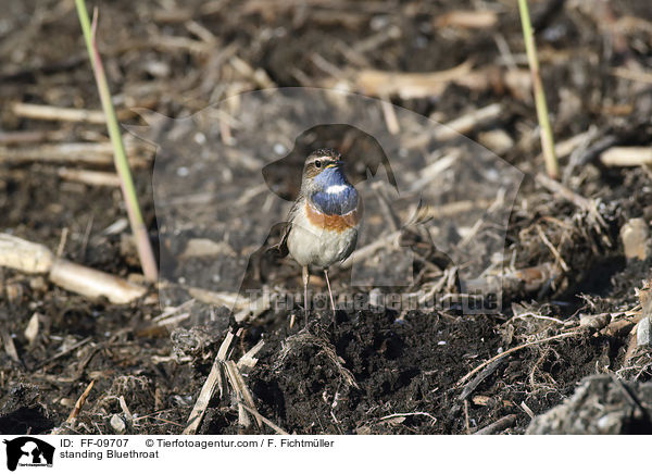 stehendes Blaukehlchen / standing Bluethroat / FF-09707