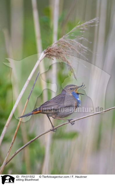 sitzendes Blaukehlchen / sitting Bluethroat / FH-01552