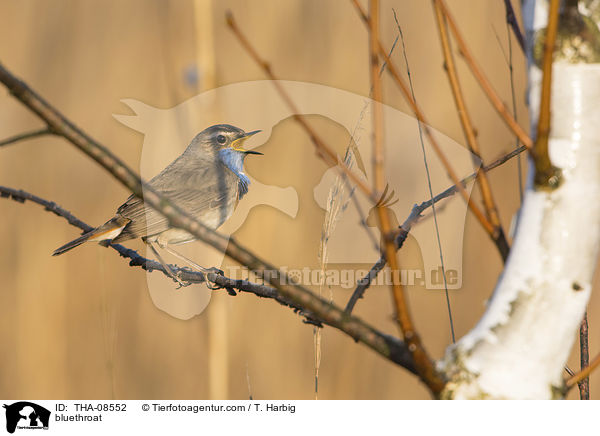 Blaukehlchen / bluethroat / THA-08552
