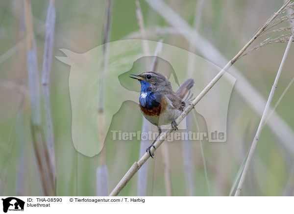 bluethroat / THA-08590
