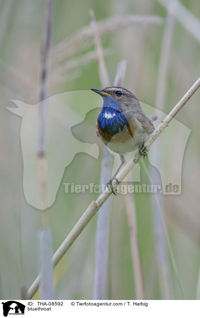 bluethroat / THA-08592