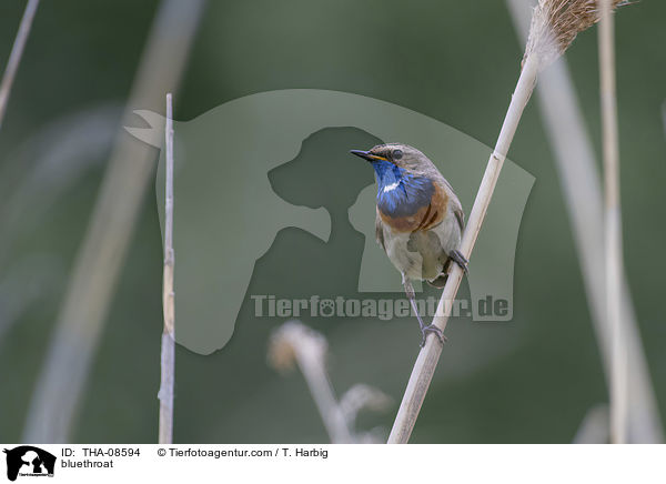 bluethroat / THA-08594