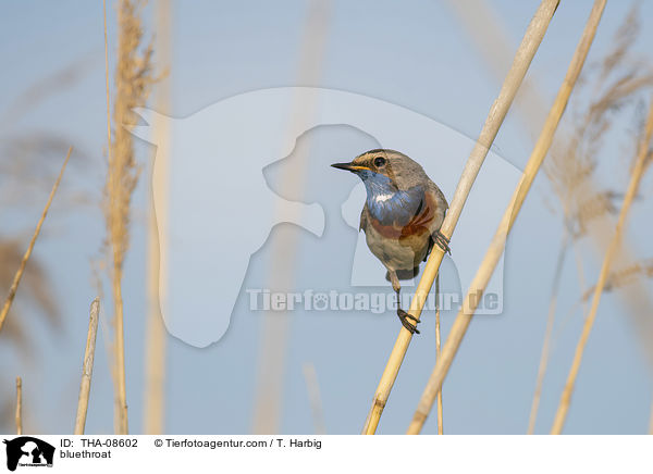 bluethroat / THA-08602