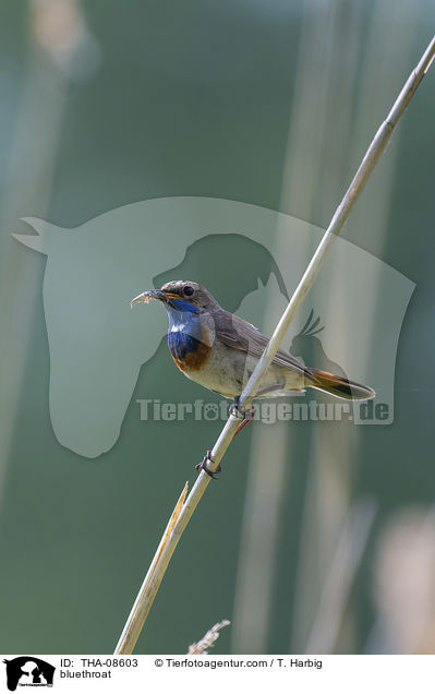 bluethroat / THA-08603