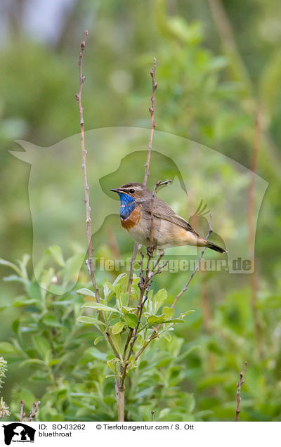 bluethroat / SO-03262
