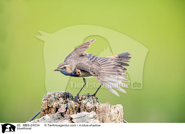 bluethroat / MBS-24034