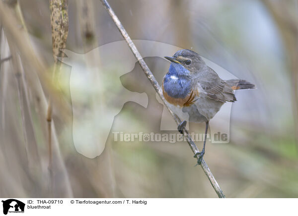 bluethroat / THA-09710
